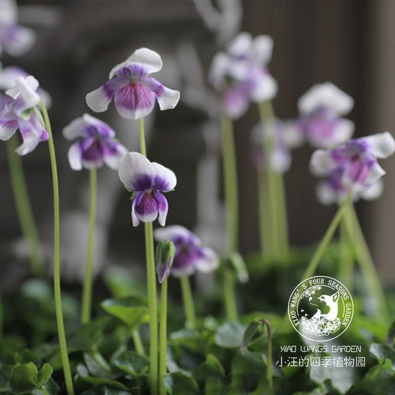 【熊猫堇】地被耐阴宿根植物盆栽阳台庭院花园花镜多年生草本趣味