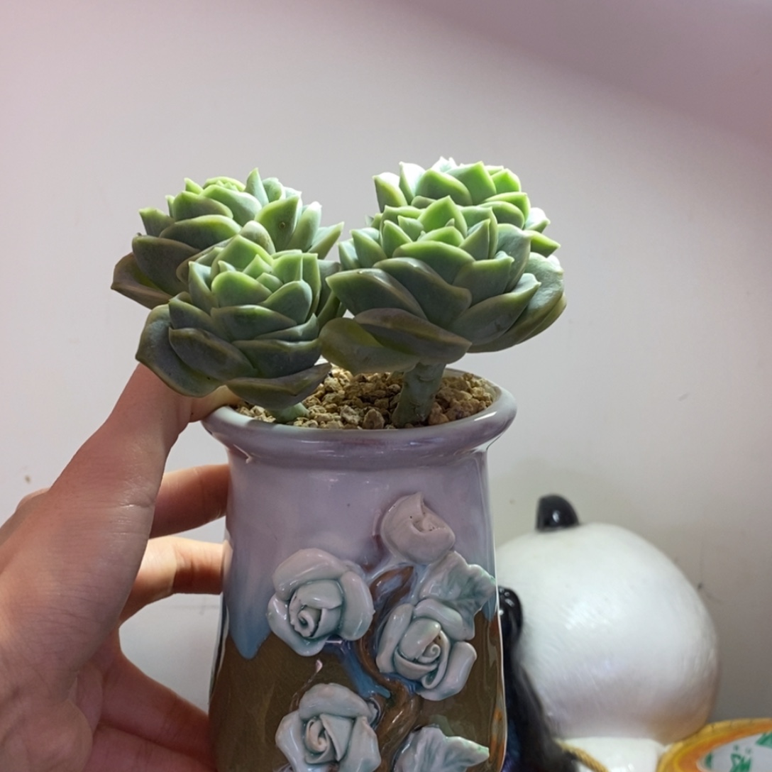 一物一拍所见所得