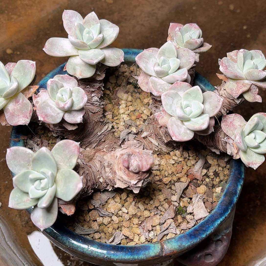 2370瑕疵原产地泡芙仙女杯多肉