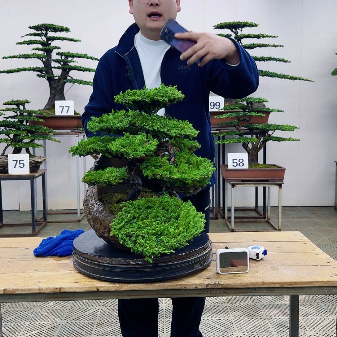 盆景柏树造型盆景