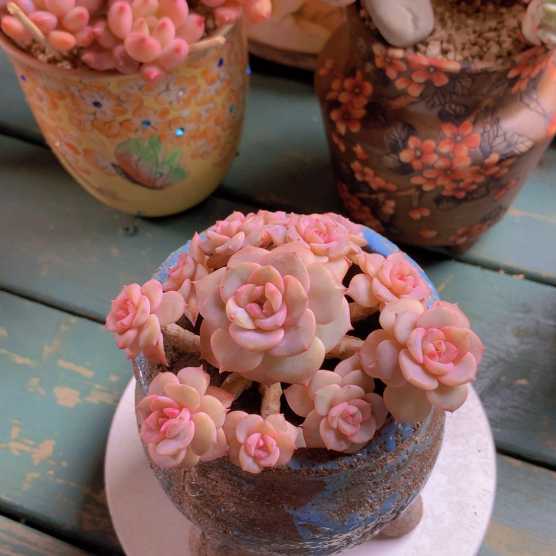 香雪海自然小树无砍