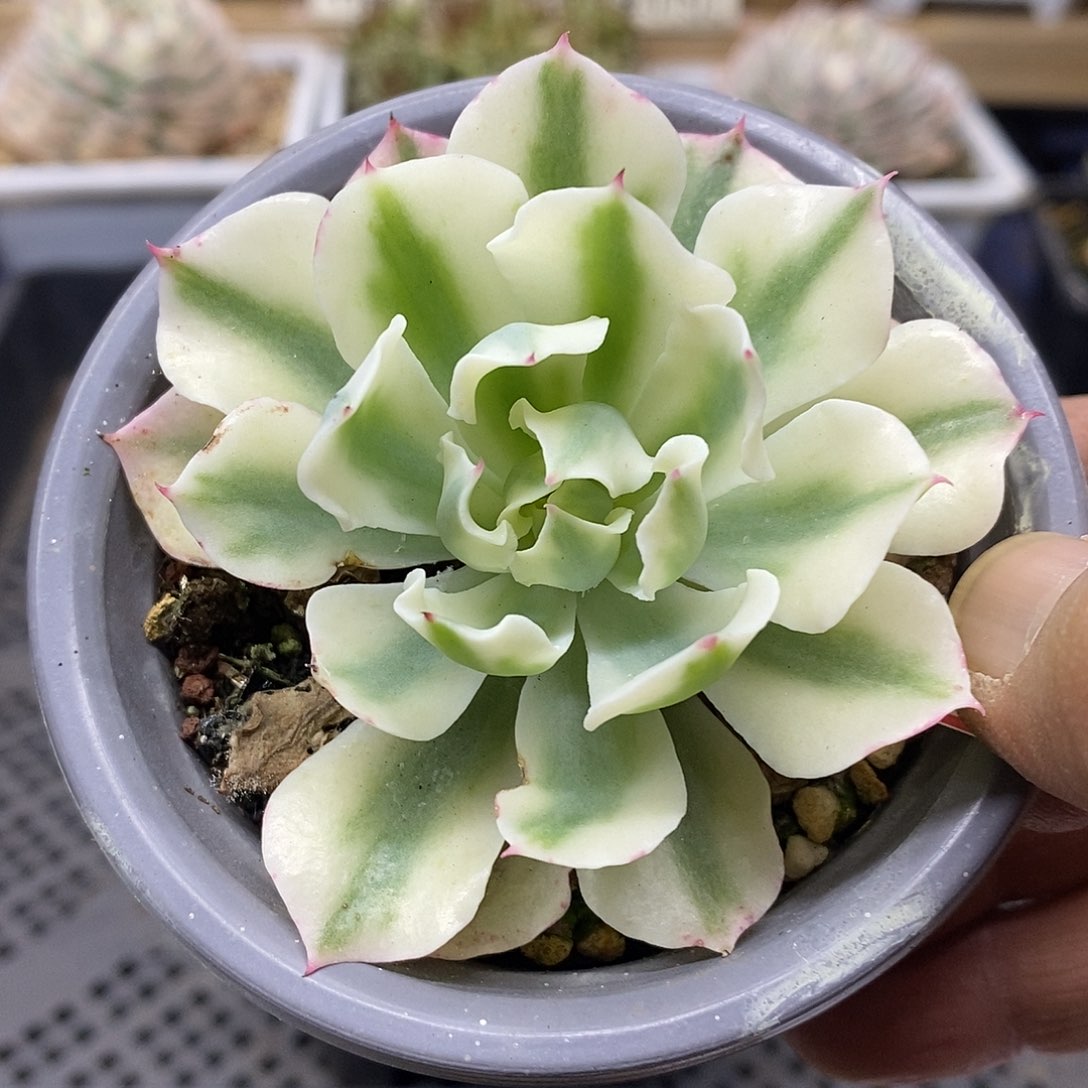 2919 小海啸覆轮锦