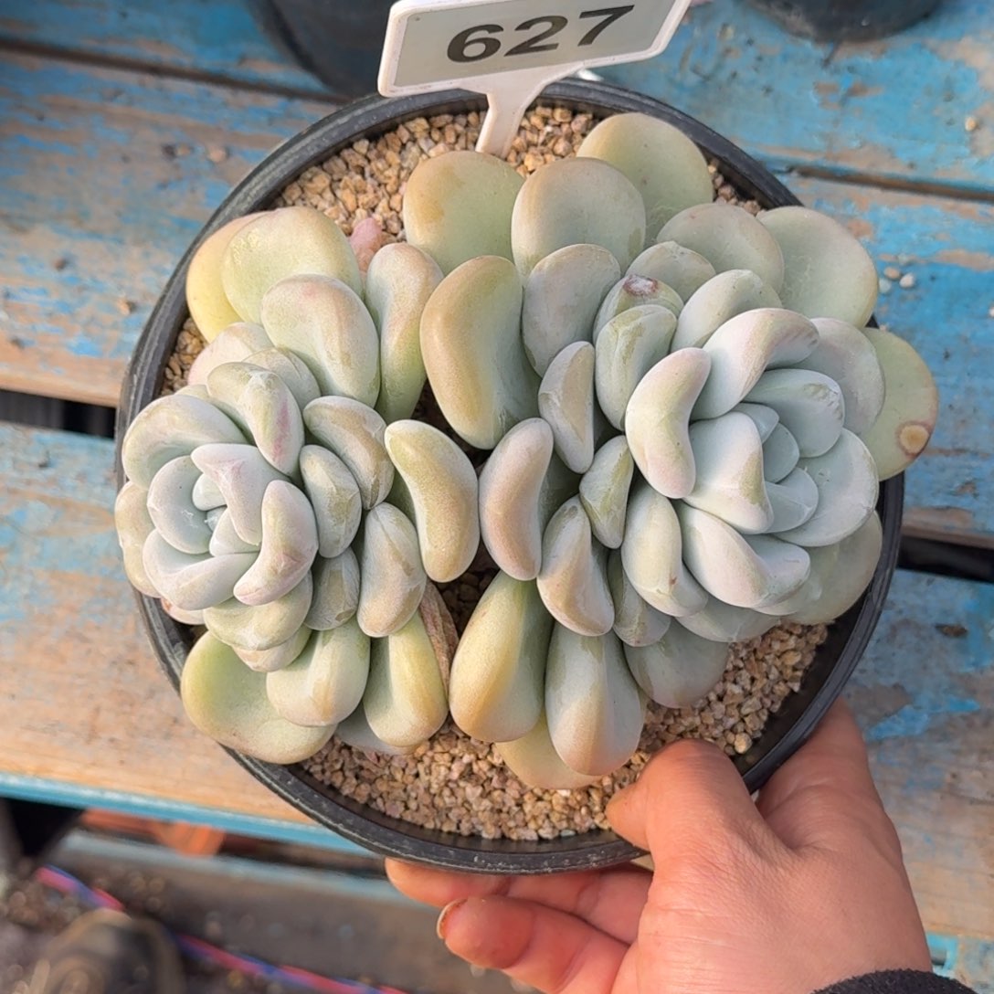 多肉植物玉麒麟627
