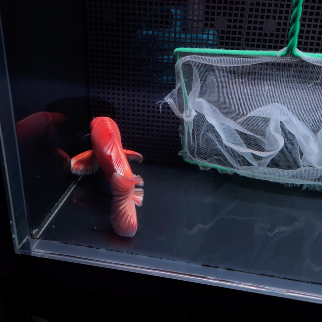 海水鱼一**缘哈哈哈哈哈哈哈哈