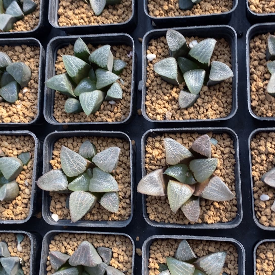 一颗实生大克苗 高货 超级福利