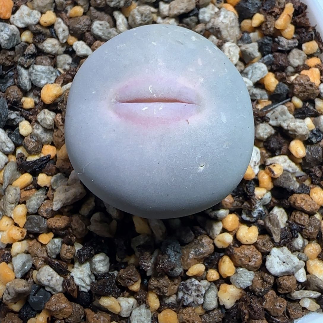 ?***门大v嘴一颗多肉植物