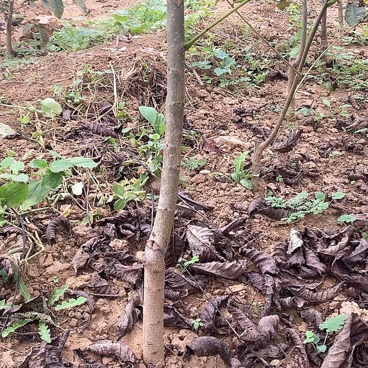 完全开放白狮子核桃树两年苗