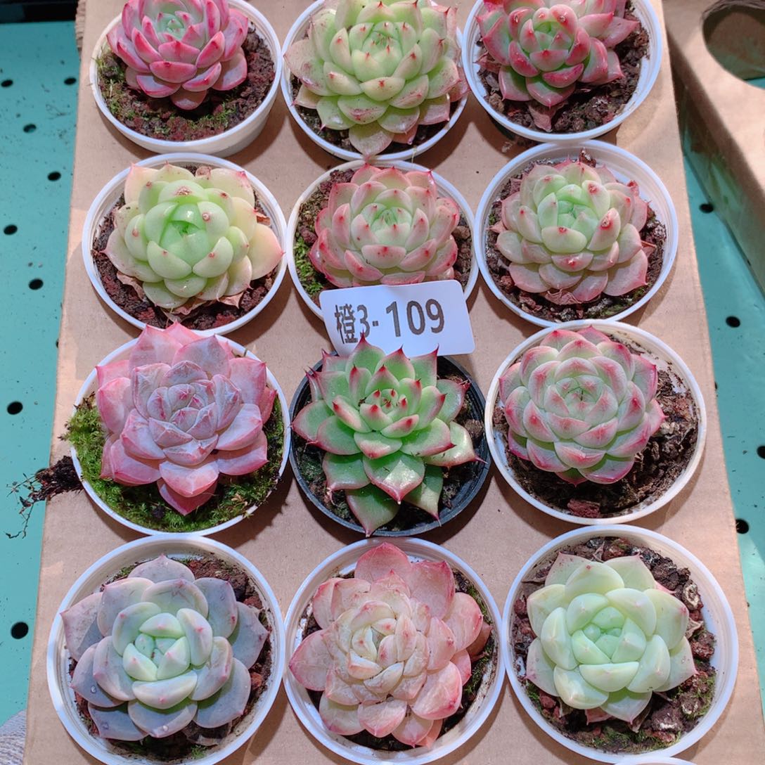 3-109一物一拍多肉带盆18颗