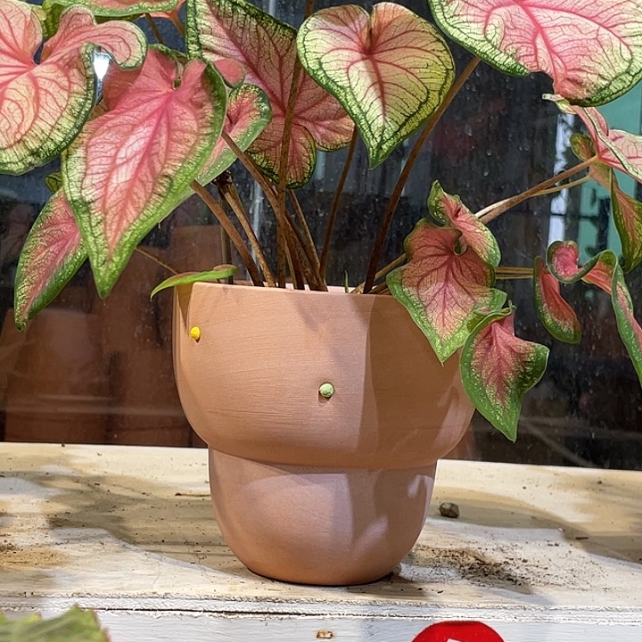 14.5×13花盆一个，，，，，