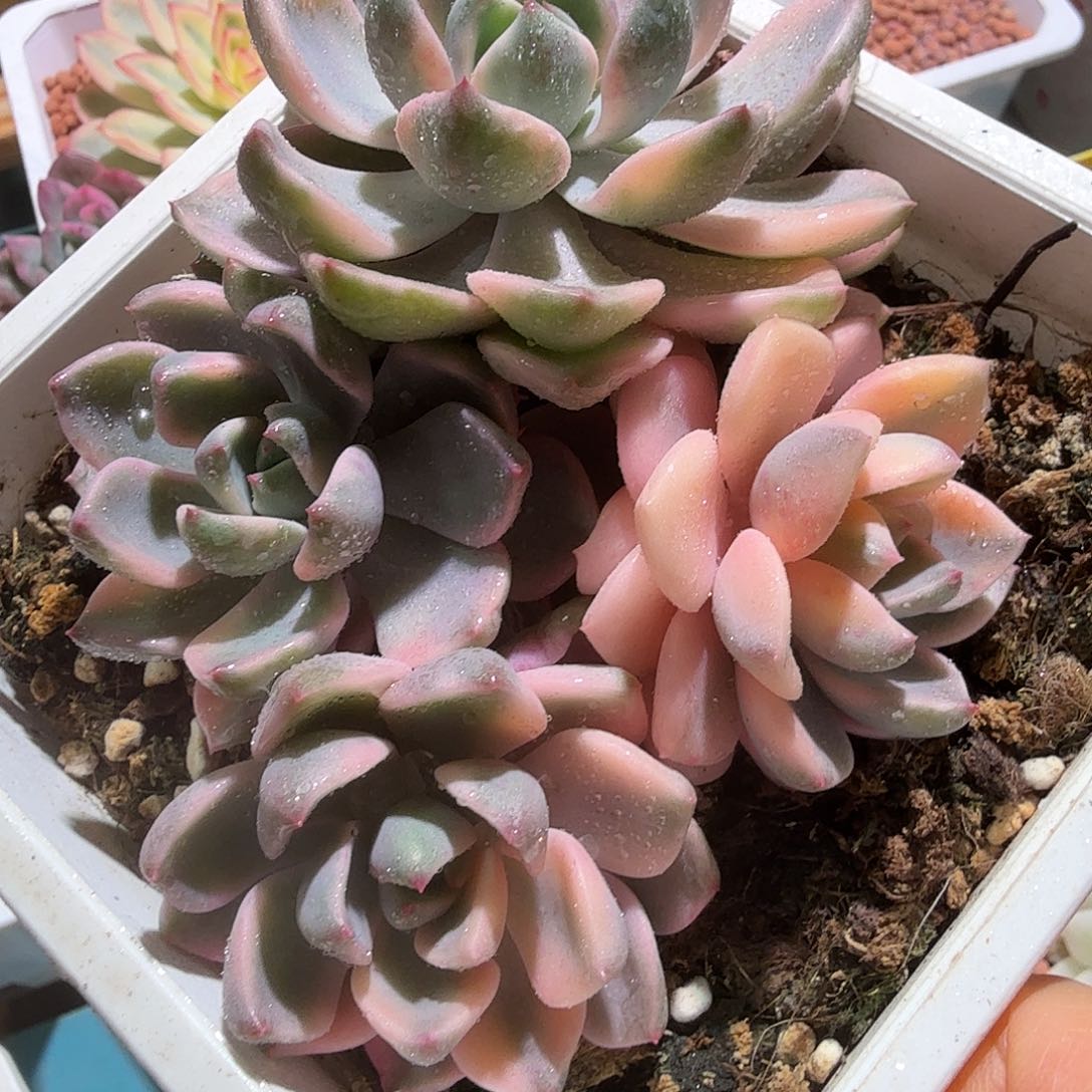 红粉佳人锦底座，多肉植物