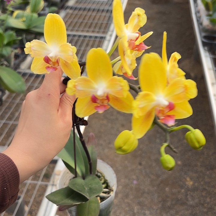 简***完全开放183蝴蝶兰一物一拍