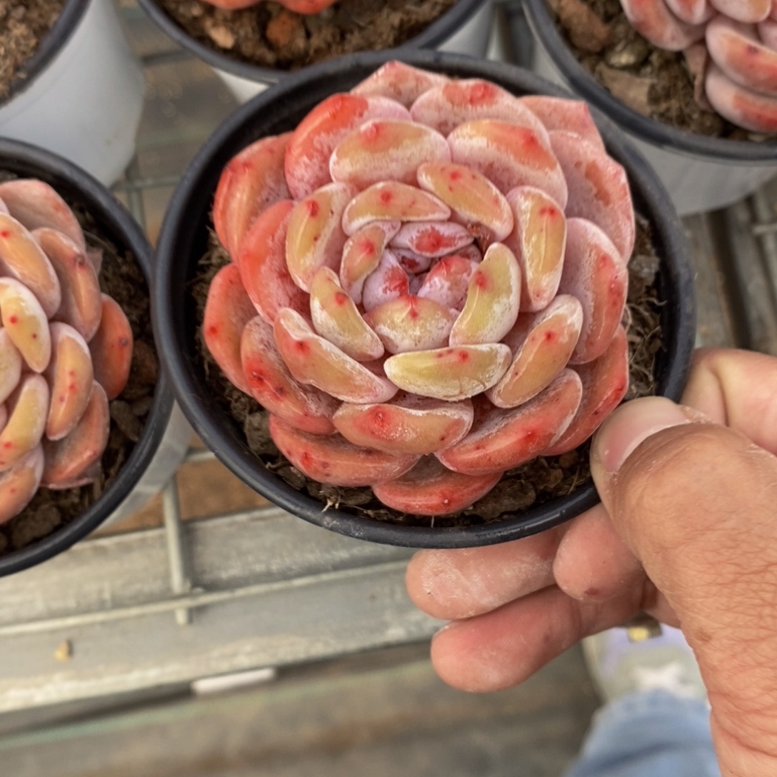 666-韩版果冻仙女橙单头一个