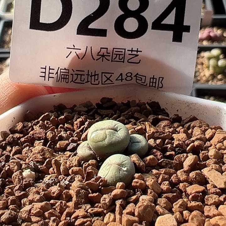 特价小红嘴1111多肉