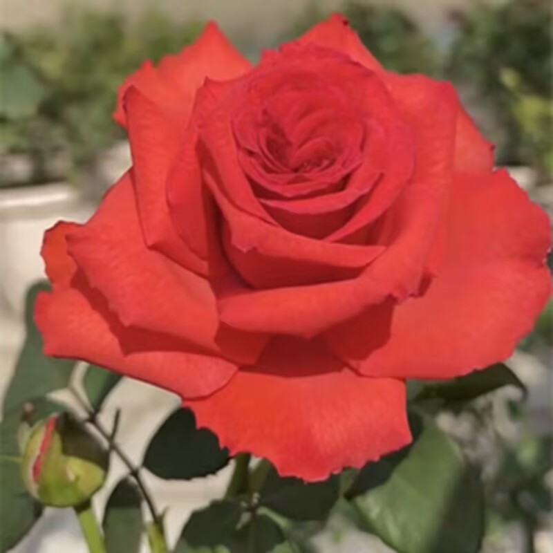 新品【帝王】月季花苗切花大花直立灌木盆栽绿植阳台庭院多季开花