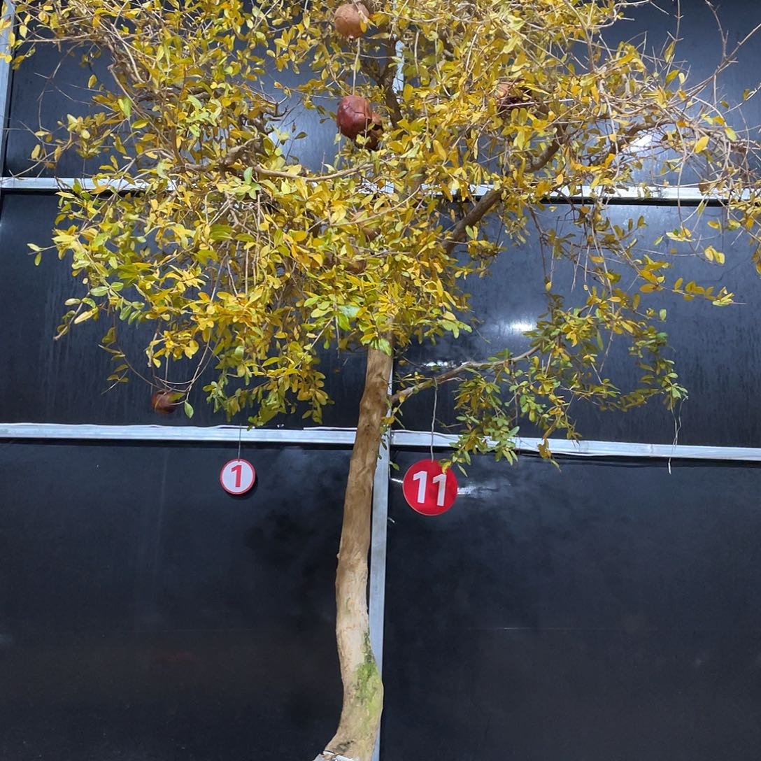 科***荣完全开放突尼斯软籽石榴树