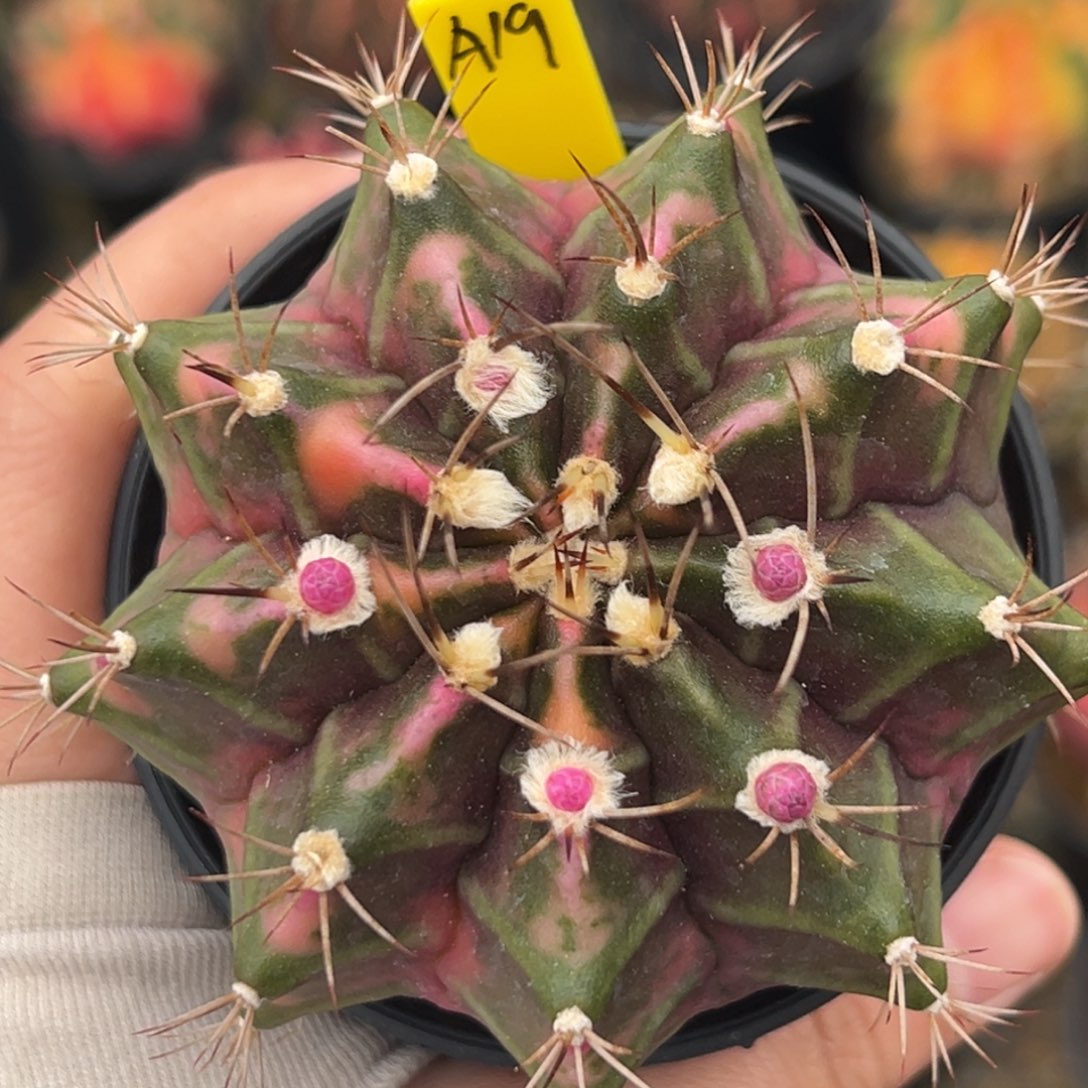 泰系实生米哈锦A19