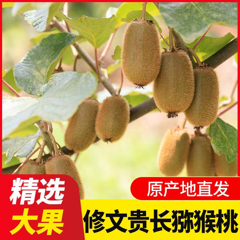 【2】[大果]修文贵长猕猴桃新鲜当季水果大果贵州特产爆甜纯天然