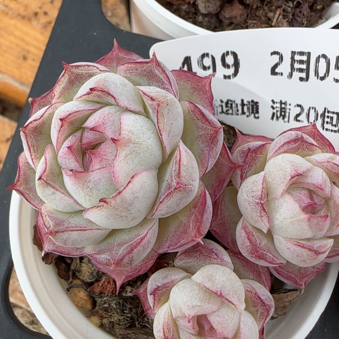 花语逸镜0205-499