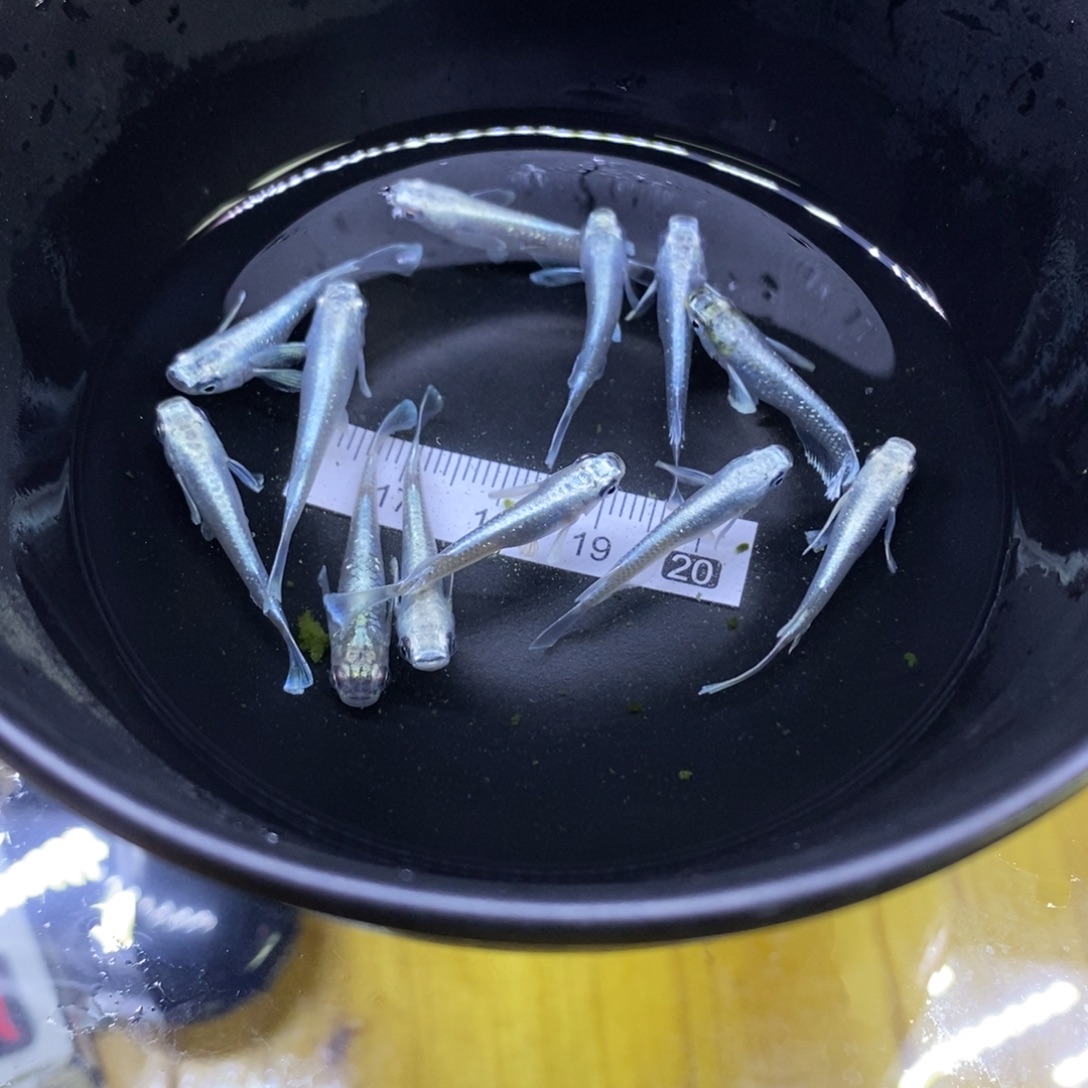 青鳉鱼天使天使39号