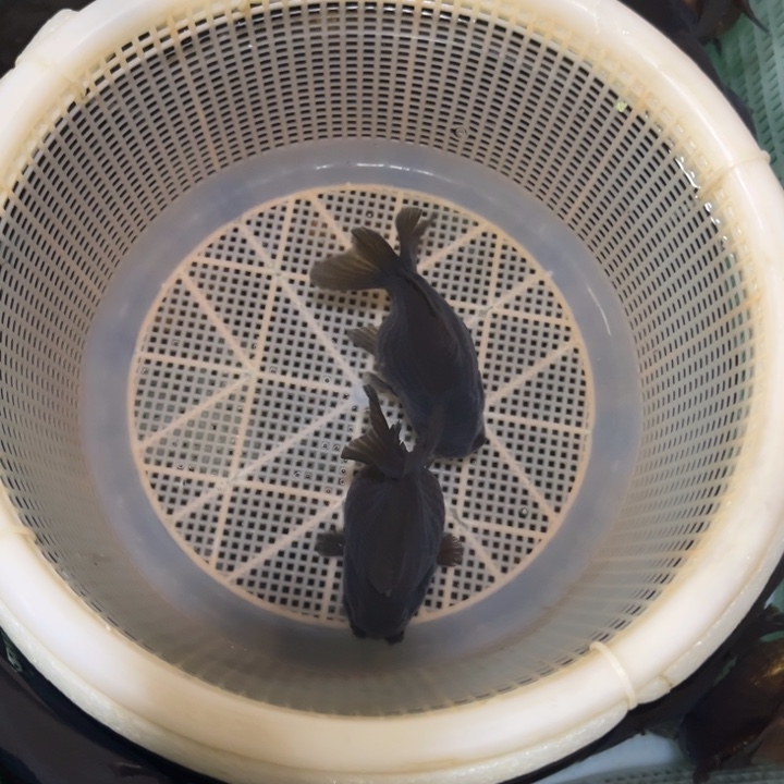 海水鱼福利青皮玛丽2