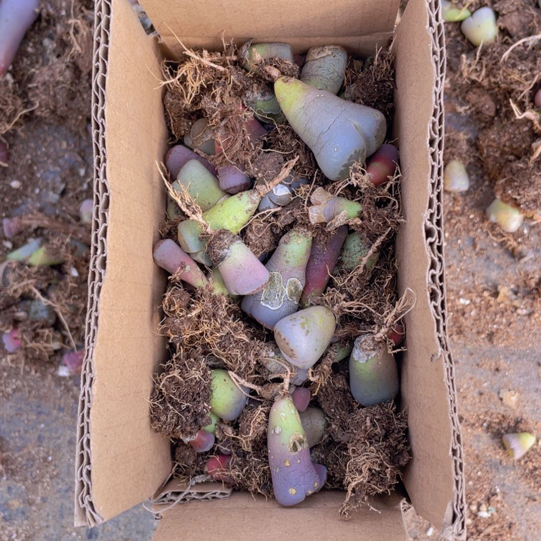 一箱混搭88888888888