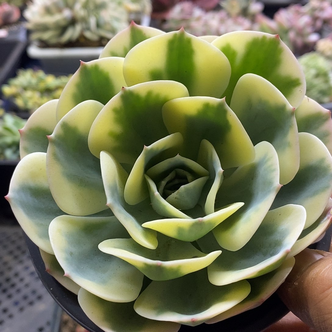 1009玉蝶锦多肉植物