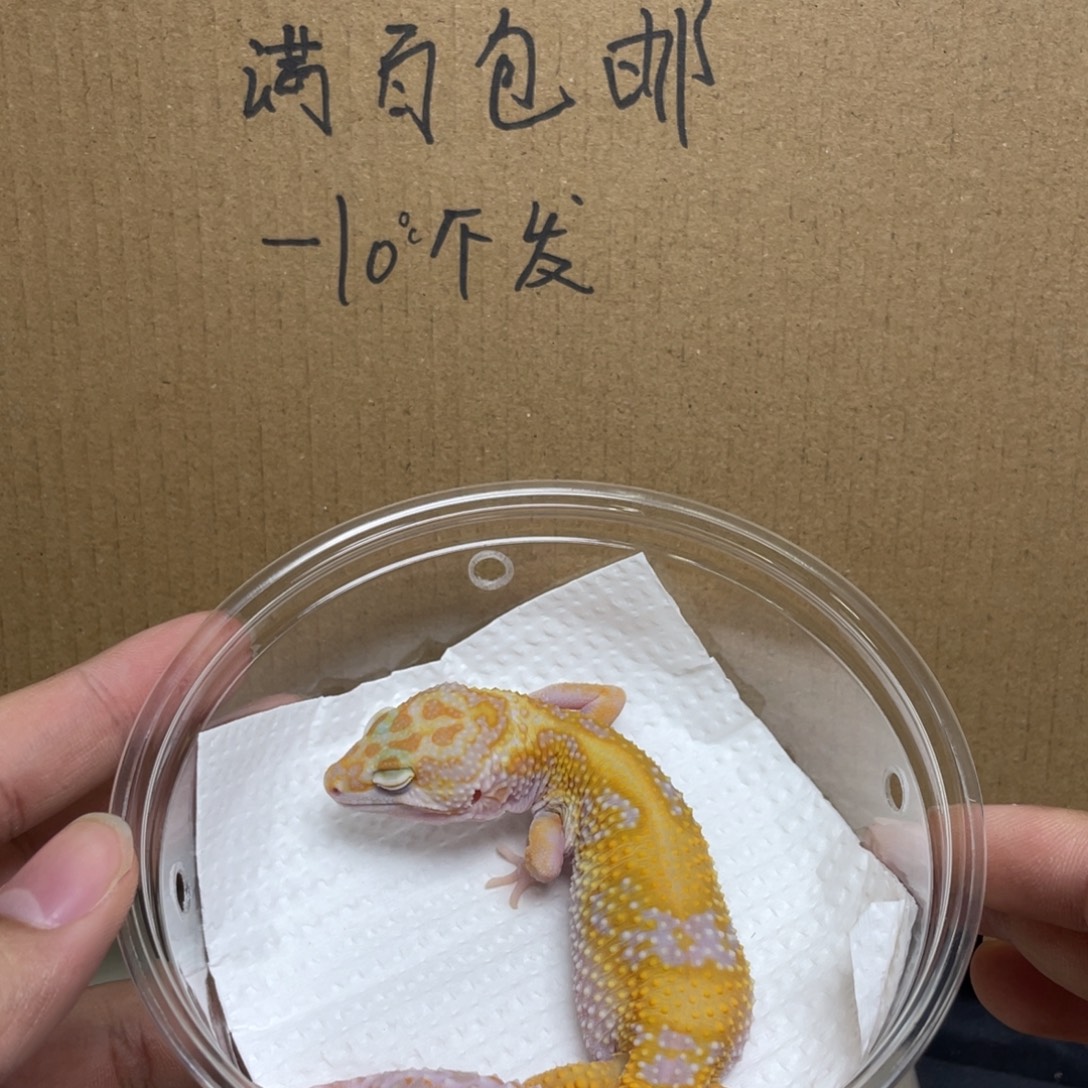 豹纹守宫暴龙 妹妹