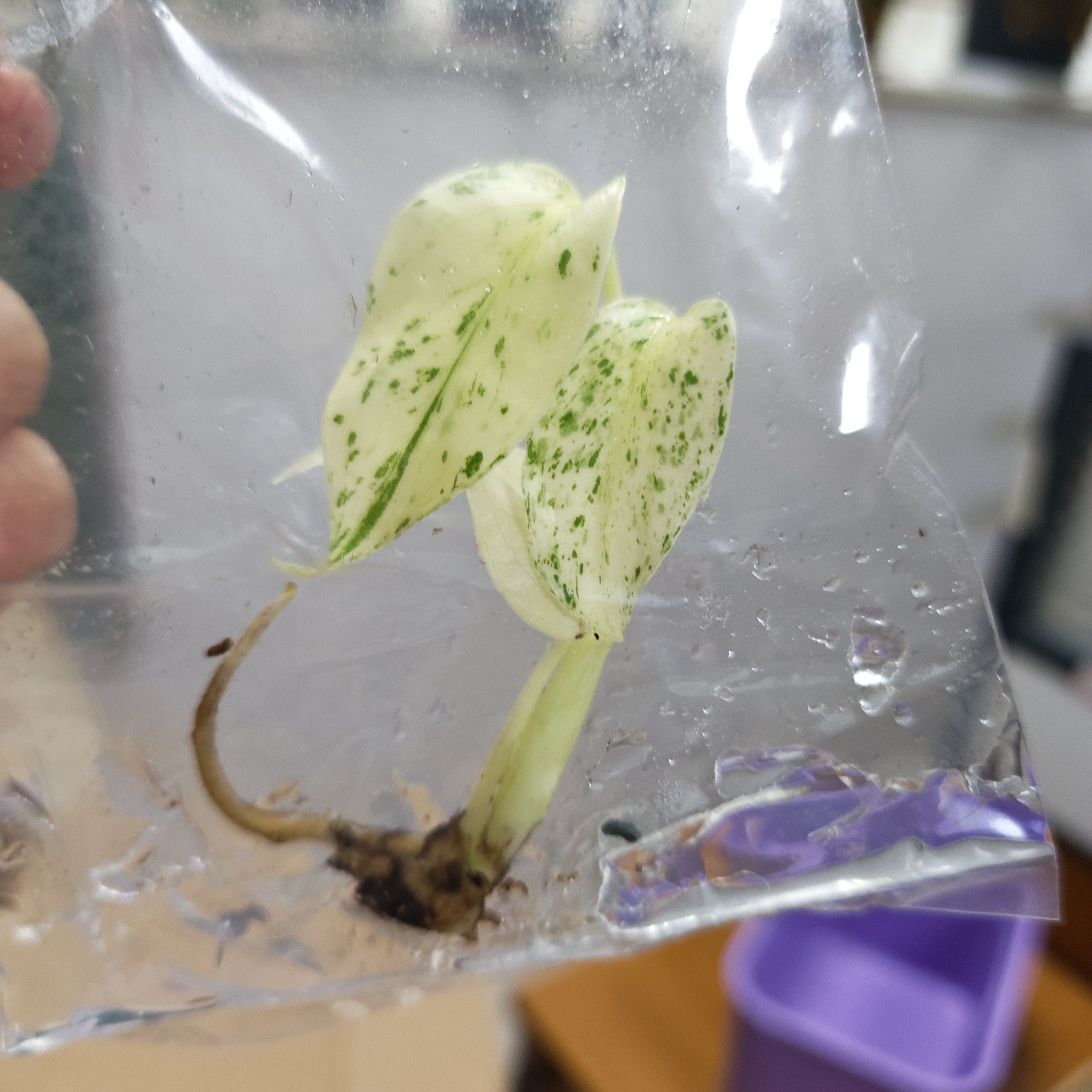 白怪兽，特殊个体龟背竹 