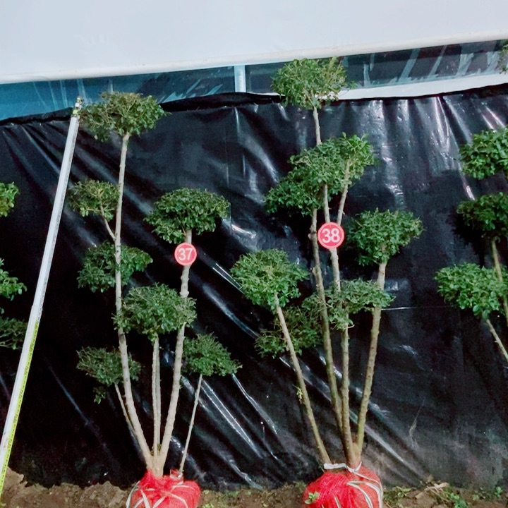 一物一拍一物一拍