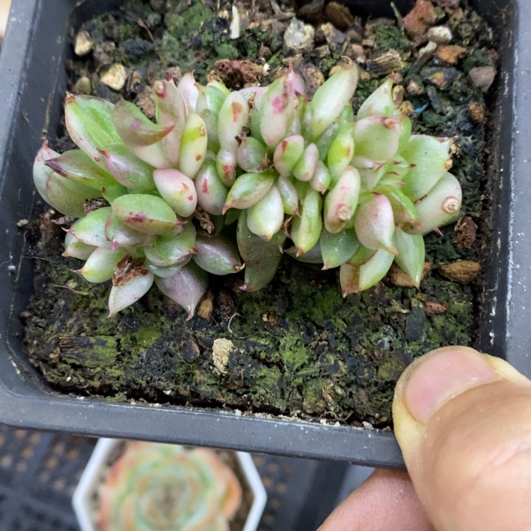 精品多肉一一物一拍不包整286