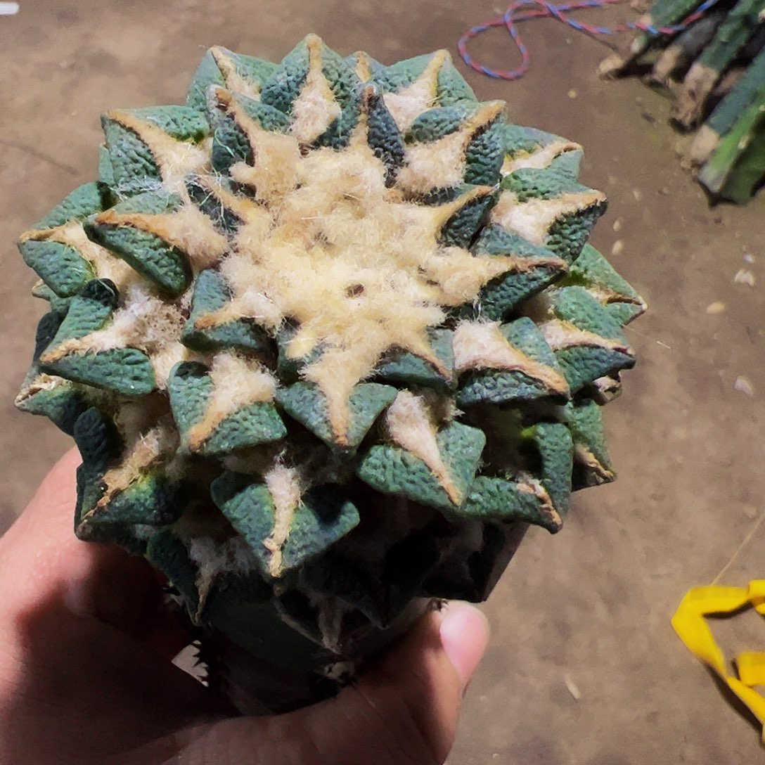 黑牡丹仙人球095