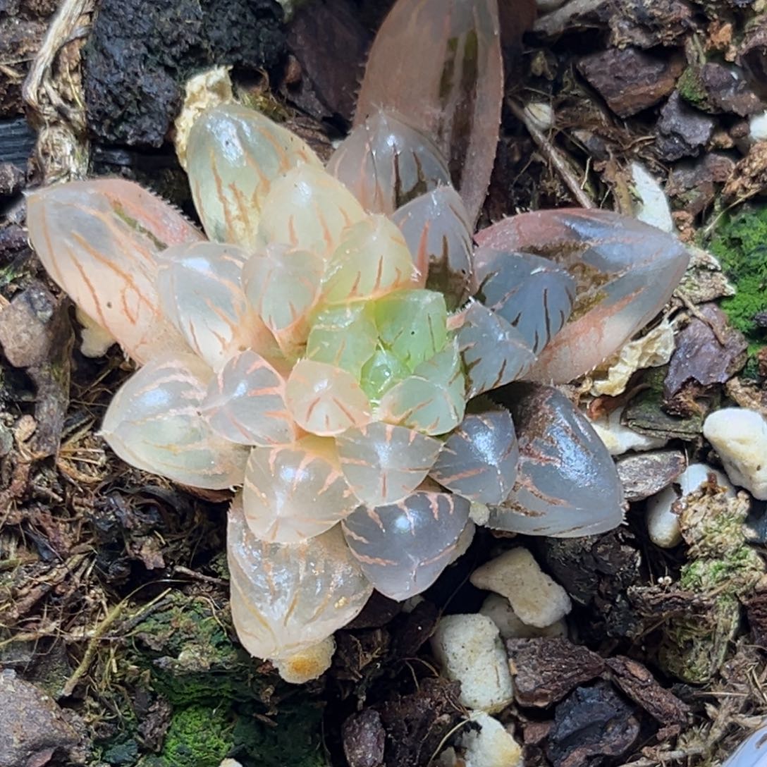 恭喜发财大吉大利704红粉佳人