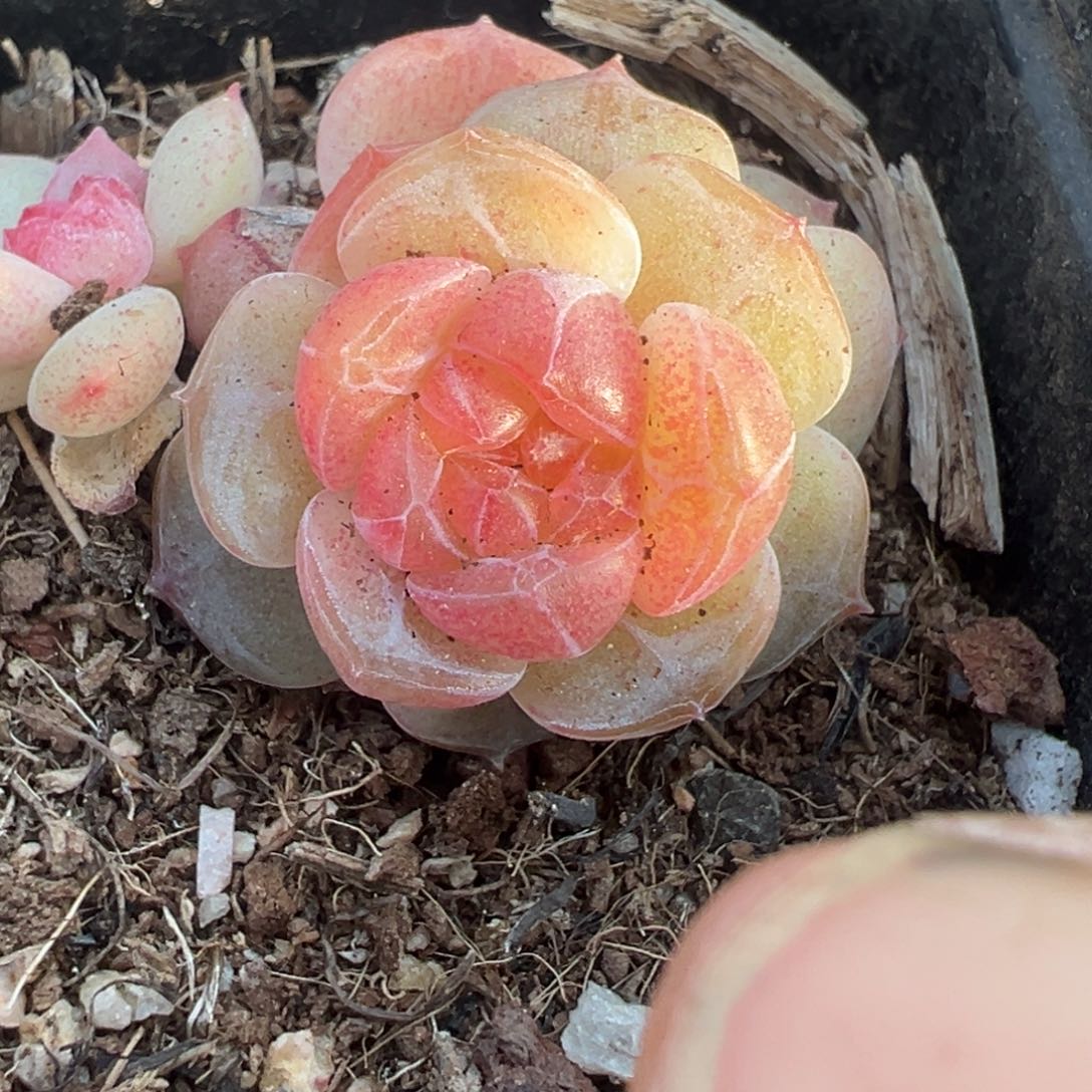 小卡拉米糖心一物一拍