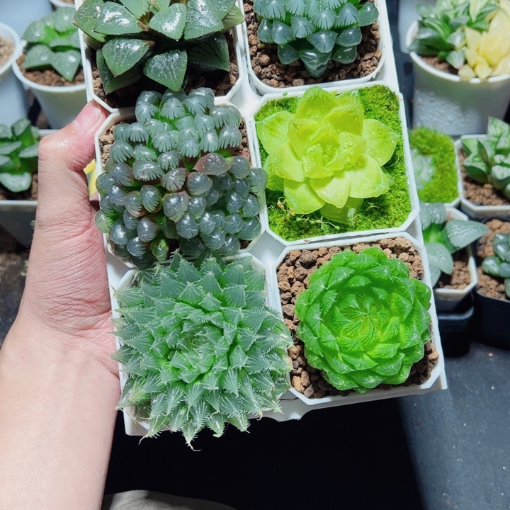 新手6盆套餐多肉植物