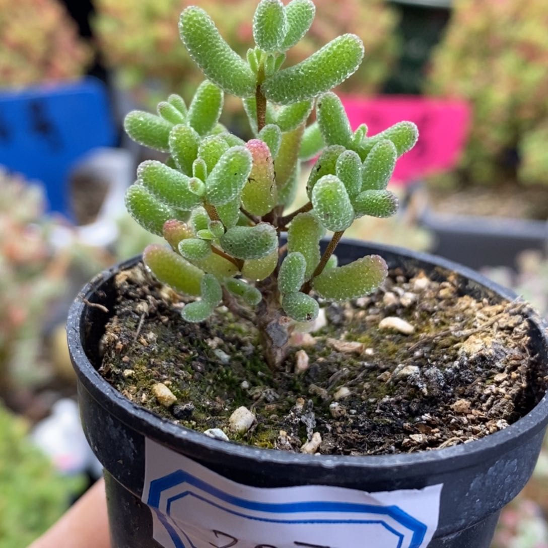 207号优选实生糖球多肉