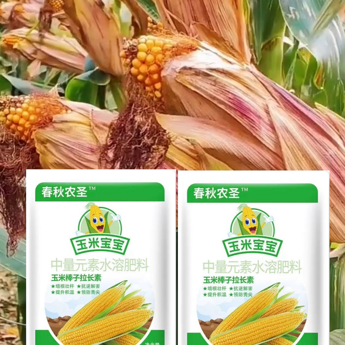 泽田玉（玉米专用）