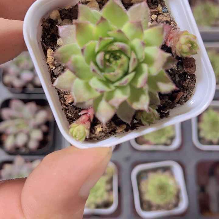 精品长生草锦多肉植物