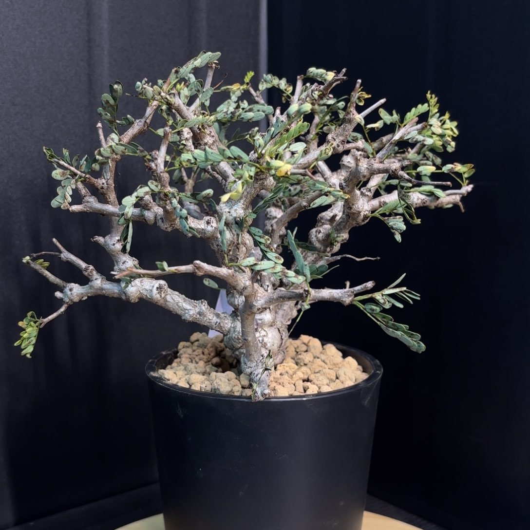 木  沙漠苏木带盆土