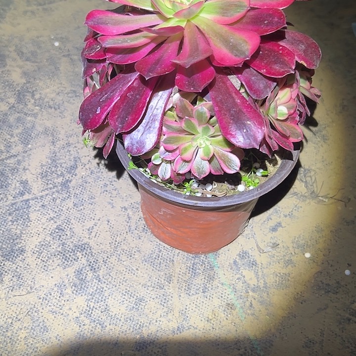 多肉法师植物链接67