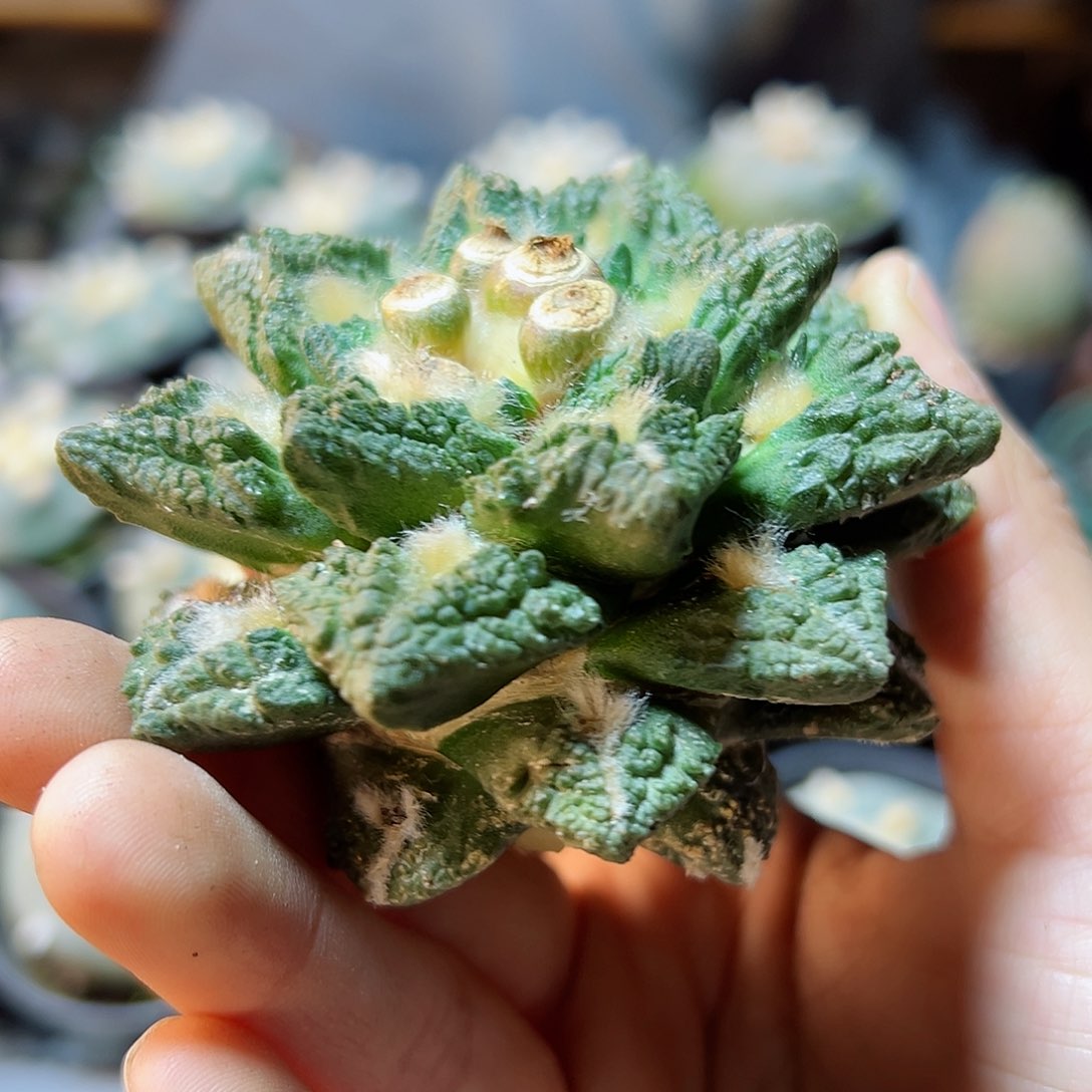 晚5号苗接无根龙角龟7.8公分