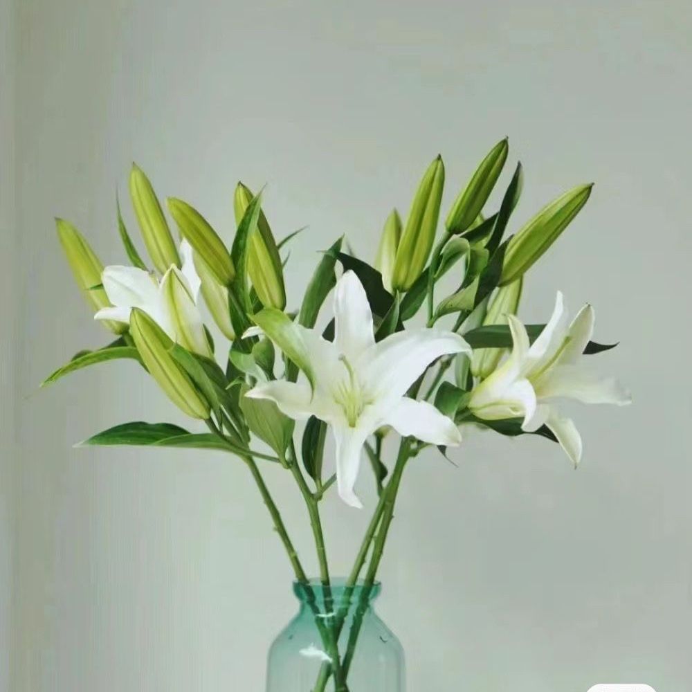 家居花满58起送实付满58起送【香水百合】多头白色百合一支家居鲜花花店送花上门