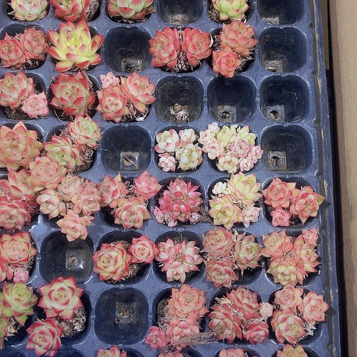 如梦令精品多肉植物