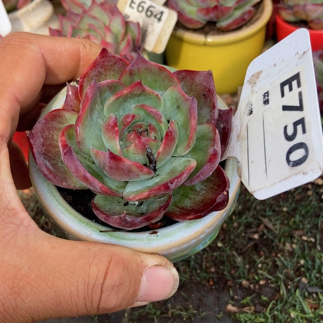 惊鸿一瞥多多750