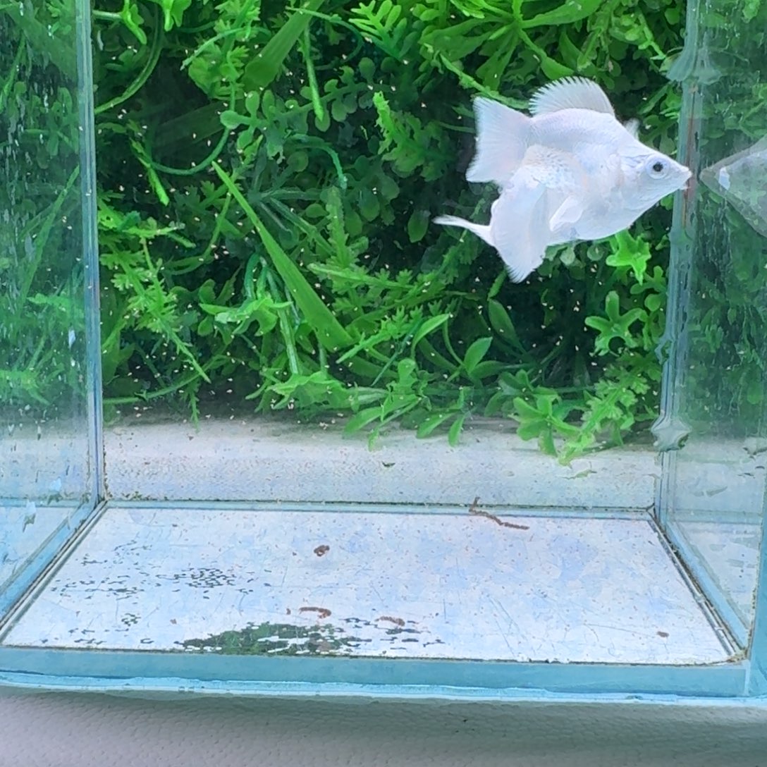 黑玛丽鱼917号玛丽2条