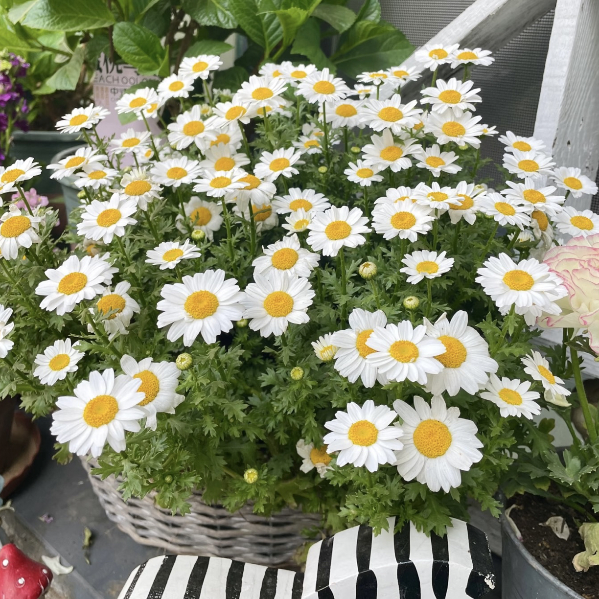 白晶菊盆栽阳台庭院花园地栽多年生四季开花好养