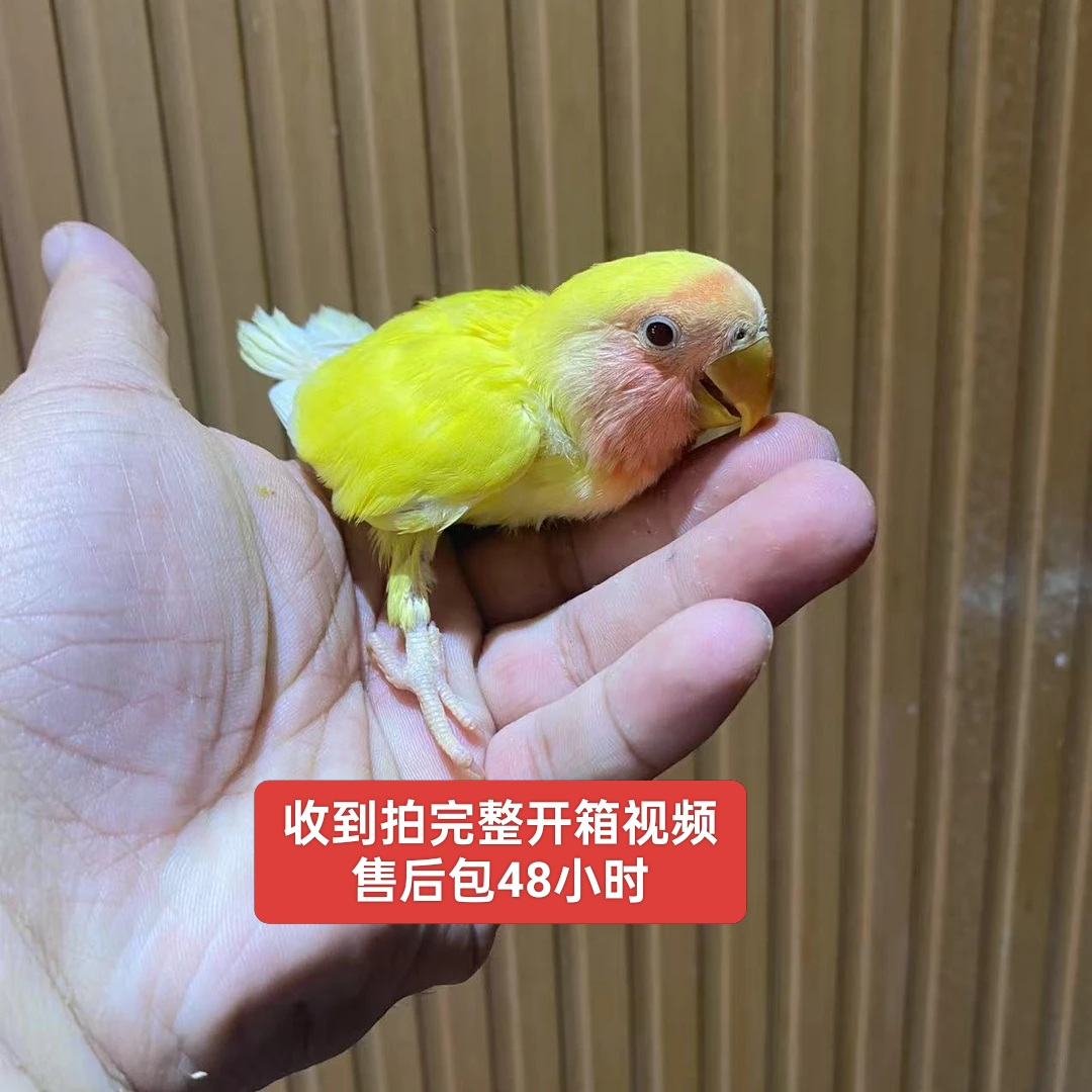 牡丹，一只一拍，盲拍不发货（包邮到家）