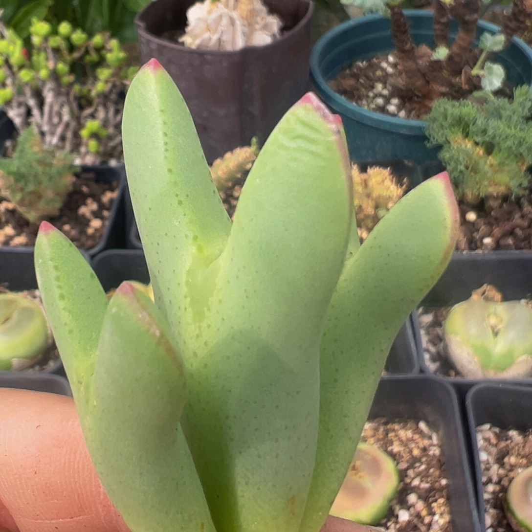 52多肉植物百科植物