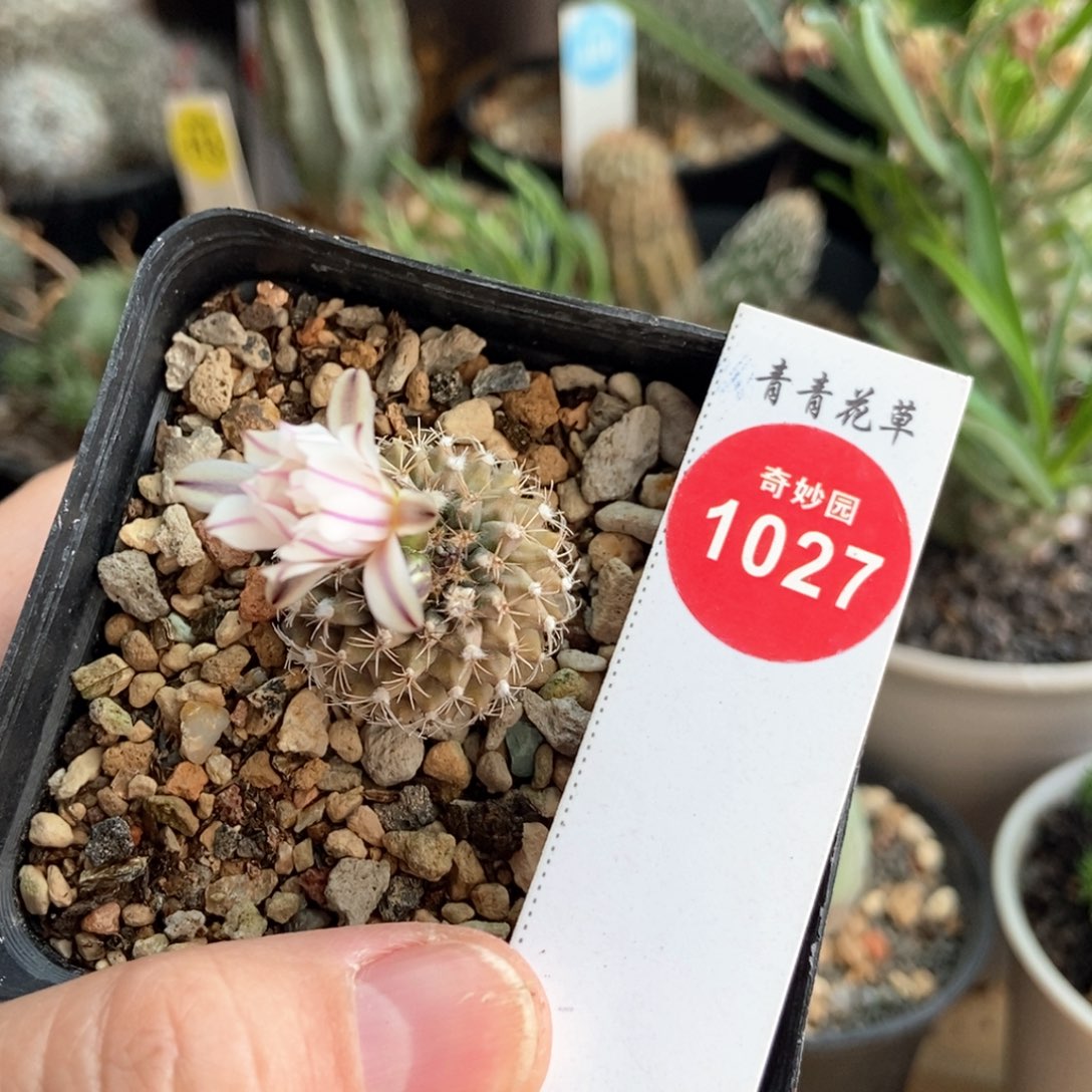 实生海胆娇丽2.4cm一棵仙人球