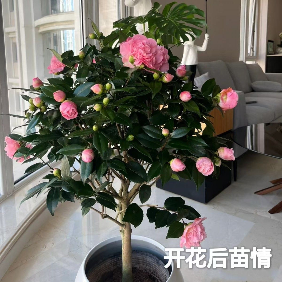 盆栽花卉阳台植物香妃茶花