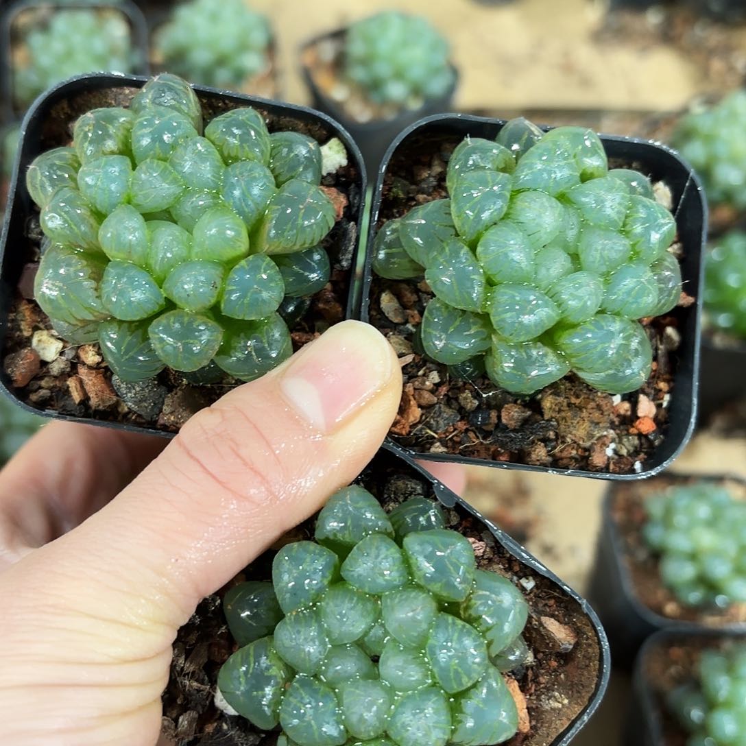 三颗糯姬玉露多肉植物